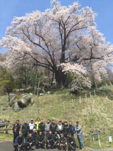 2越代の桜